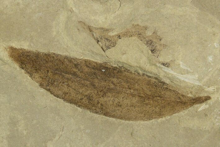 Fossil Leaf (Cedrelospermum) - Green River Formation, Utah #331854